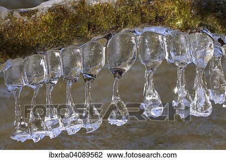 Icicles on a tree trunk, North Rhine-Westphalia, Germany, Europe View Large Photo Image Stock Image - Icicles on a tree trunk, North Rhine-Westphalia, Germany, Europe. Fotosearch