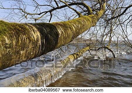 Icicles on a tree trunk, North Rhine-Westphalia, Germany, Europe View Large Photo Image Stock Photo - Icicles on a tree trunk, North Rhine-Westphalia, Germany, Europe. Fotosearch