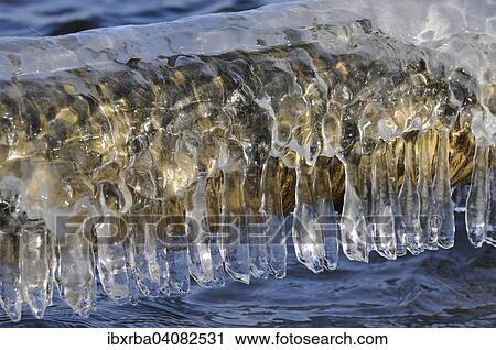Icicles on a trunk, North Rhine-Westphalia, Germany, Europe View Large Photo Image Stock Image - Icicles on a trunk, North Rhine-Westphalia, Germany, Europe. Fotosearch