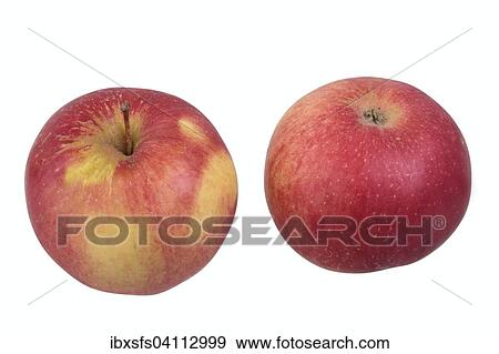 Idared apple variety View Large Photo Image Stock Photo - Idared apple variety. Fotosearch