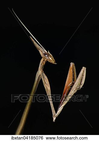 Idolomorpha madagascariensis Mantis, Isalo National Park, Madagascar, Africa View Large Photo Image Stock Photograph - Idolomorpha madagascariensis Mantis, Isalo National Park, Madagascar, Africa. Fotosearch