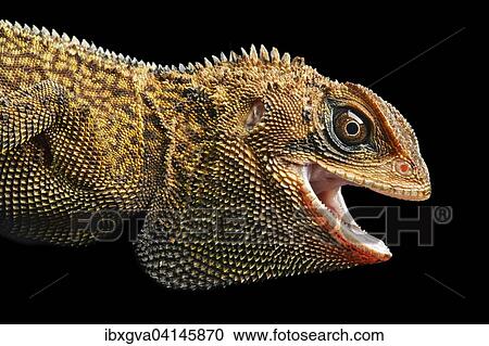 Iguana (Enyalioides heterolepis), Choco rainforest, Ecuador, South America View Large Photo Image Stock Image - Iguana (Enyalioides heterolepis), Choco rainforest, Ecuador, South America. Fotosearch