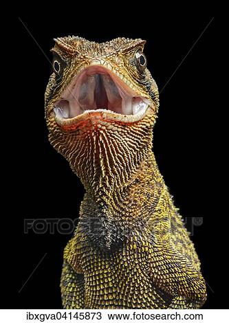Iguana (Enyalioides heterolepis), Choco rainforest, Ecuador, South America View Large Photo Image Stock Image - Iguana (Enyalioides heterolepis), Choco rainforest, Ecuador, South America. Fotosearch