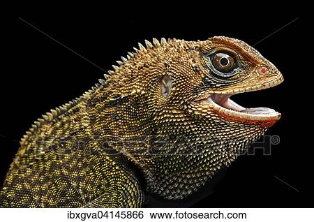 Iguana (Enyalioides heterolepis), Choco rainforest, Ecuador, South America View Large Photo Image Stock Photograph - Iguana (Enyalioides heterolepis), Choco rainforest, Ecuador, South America. Fotosearch