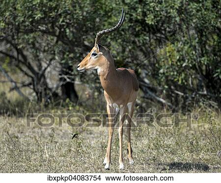 Picture - Impala (Aepyceros melampus), Kruger National Park, South Africa, Africa. Fotosearch