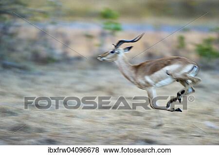 Impala (Aepyceros melampus), male, at full speed, South Luangwa National Park, Zambia, Africa View Large Photo Image Stock Photo - Impala (Aepyceros melampus), male, at full speed, South Luangwa National Park, Zambia, Africa. Fotosearch