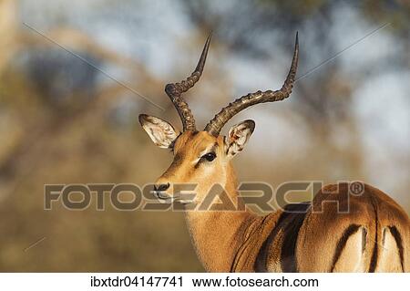 Impala (Aepyceros melampus), male, Okavango Delta, Moremi Game Reserve, Botswana, Africa View Large Photo Image Stock Image - Impala (Aepyceros melampus), male, Okavango Delta, Moremi Game Reserve, Botswana, Africa. Fotosearch