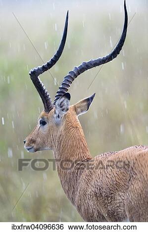 Impala (Aepyceros melampus), male standing in the rain, Maasai Mara National Reserve, Kenya, Africa View Large Photo Image Stock Photograph - Impala (Aepyceros melampus), male standing in the rain, Maasai Mara National Reserve, Kenya, Africa. Fotosearch
