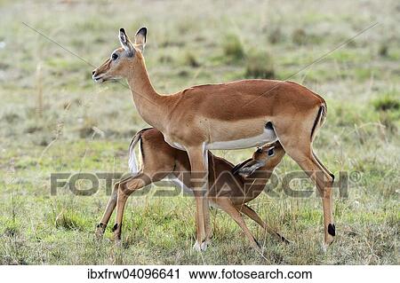 Impalas (Aepyceros melampus), female with young, suckling, Maasai Mara National Reserve, Kenya, Africa View Large Photo Image Stock Image - Impalas (Aepyceros melampus), female with young, suckling, Maasai Mara National Reserve, Kenya, Africa. Fotosearch