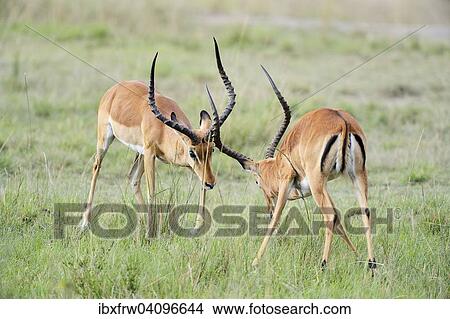 Picture - Impalas (Aepyceros melampus), fighting males, Maasai Mara National Reserve, Kenya, Africa. Fotosearch