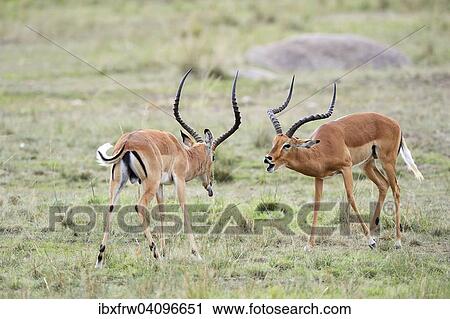 Impalas (Aepyceros melampus), fighting males, threatening, Maasai Mara National Reserve, Kenya, Africa View Large Photo Image Stock Image - Impalas (Aepyceros melampus), fighting males, threatening, Maasai Mara National Reserve, Kenya, Africa. Fotosearch