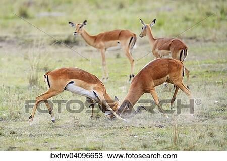 Impalas (Aepyceros melampus), fighting males, female impalas behind, Maasai Mara National Reserve, Kenya, Africa View Large Photo Image Stock Image - Impalas (Aepyceros melampus), fighting males, female impalas behind, Maasai Mara National Reserve, Kenya, Africa. Fotosearch