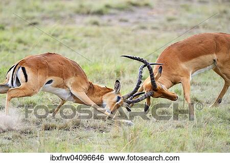 Impalas (Aepyceros melampus), fighting males, Maasai Mara National Reserve, Kenya, Africa View Large Photo Image Stock Photograph - Impalas (Aepyceros melampus), fighting males, Maasai Mara National Reserve, Kenya, Africa. Fotosearch