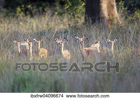 Impalas (Aepyceros melampus) herd, females with young, South Luangwa National Park, Zambia, Africa View Large Photo Image Picture - Impalas (Aepyceros melampus) herd, females with young, South Luangwa National Park, Zambia, Africa. Fotosearch