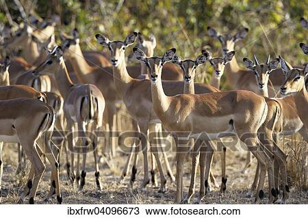 Stock Image - Impalas (Aepyceros melampus) herd, females with young, South Luangwa National Park, Zambia, Africa. Fotosearch