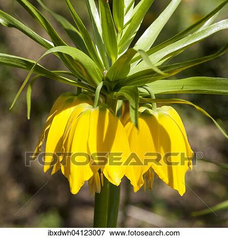 Imperial Crown (Fritillaria imperialis), North Rhine-Westphalia, Germany, Europe View Large Photo Image Stock Photo - Imperial Crown (Fritillaria imperialis), North Rhine-Westphalia, Germany, Europe. Fotosearch