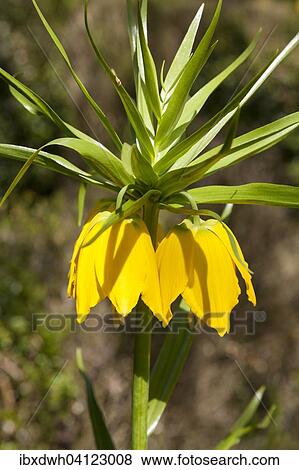 Imperial Crown (Fritillaria imperialis), North Rhine-Westphalia, Germany, Europe View Large Photo Image Stock Photo - Imperial Crown (Fritillaria imperialis), North Rhine-Westphalia, Germany, Europe. Fotosearch