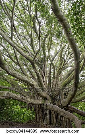 Stock Photo - Indian banyan (Ficus benghalensis), Seven pools, Ohe o Gulch, Maui, Hawaii, USA. Fotosearch