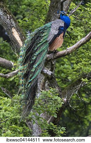Indian peafowl or blue peafowl (Pavo cristatus), male sitting in tree, captive, Saarland, Germany, Europe View Large Photo Image Stock Image - Indian peafowl or blue peafowl (Pavo cristatus), male sitting in tree, captive, Saarland, Germany, Europe. Fotosearch