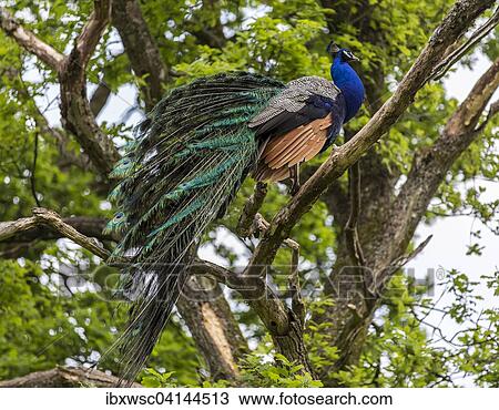 Indian peafowl or blue peafowl (Pavo cristatus), male sitting in tree, captive, Saarland, Germany, Europe View Large Photo Image Stock Image - Indian peafowl or blue peafowl (Pavo cristatus), male sitting in tree, captive, Saarland, Germany, Europe. Fotosearch