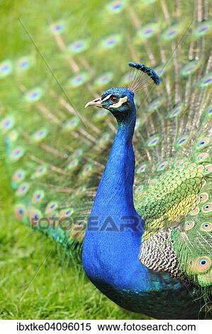 Indian Peafowl or Blue Peafowl (Pavo cristatus), captive, Baden-Wurttemberg, Germany, Europe View Large Photo Image Stock Photography - Indian Peafowl or Blue Peafowl (Pavo cristatus), captive, Baden-Wurttemberg, Germany, Europe. Fotosearch
