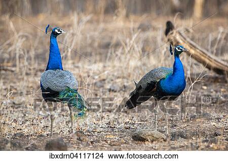 Indian Peafowl (Pavo cristatus), adult males, Sasan-Gir, Gir Forest National Park, Gujarat, India, Asia View Large Photo Image Picture - Indian Peafowl (Pavo cristatus), adult males, Sasan-Gir, Gir Forest National Park, Gujarat, India, Asia. Fotosearch