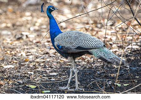 Indian Peafowl (Pavo cristatus), adult male, Sasan-Gir, Gir Forest National Park, Gujarat, India, Asia View Large Photo Image Stock Image - Indian Peafowl (Pavo cristatus), adult male, Sasan-Gir, Gir Forest National Park, Gujarat, India, Asia. Fotosearch