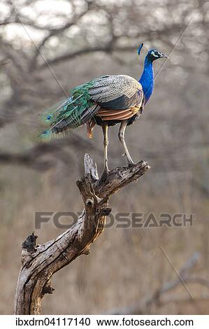 Indian Peafowl (Pavo cristatus), adult male perched on a branch, Sasan-Gir, Gir Forest National Park, Gujarat, India, Asia View Large Photo Image Stock Image - Indian Peafowl (Pavo cristatus), adult male perched on a branch, Sasan-Gir, Gir Forest National Park, Gujarat, India, Asia. Fotosearch