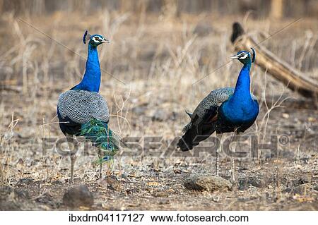 Stock Photo - Indian Peafowl (Pavo cristatus), adult males, Sasan-Gir, Gir Forest National Park, Gujarat, India, Asia. Fotosearch