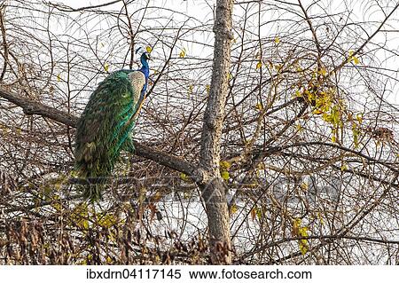 Indian Peafowl (Pavo cristatus), adult male on a tree, Sasan-Gir, Gir Forest National Park, Gujarat, India, Asia View Large Photo Image Stock Photography - Indian Peafowl (Pavo cristatus), adult male on a tree, Sasan-Gir, Gir Forest National Park, Gujarat, India, Asia. Fotosearch