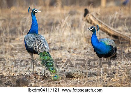 Indian Peafowls (Pavo cristatus), adult males, Sasan-Gir, Gir Forest National Park, Gujarat, India, Asia View Large Photo Image Stock Image - Indian Peafowls (Pavo cristatus), adult males, Sasan-Gir, Gir Forest National Park, Gujarat, India, Asia. Fotosearch