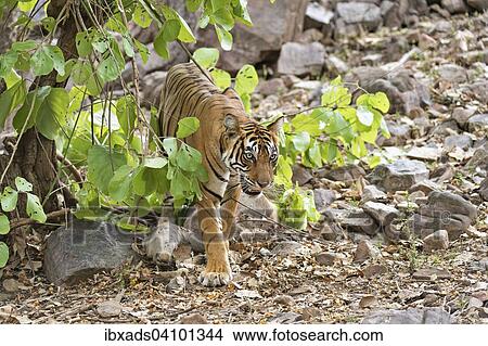 Indian Tiger or Bengal Tiger (Panthera tigris tigris) with a Sambar Deer (Cervus unicolor) kill in the dry forest, Ranthambhore National Park, Rajasthan, India, Asia View Large Photo Image Picture - Indian Tiger or Bengal Tiger (Panthera tigris tigris) with a Sambar Deer (Cervus unicolor) kill in the dry forest, Ranthambhore National Park, Rajasthan, India, Asia. Fotosearch