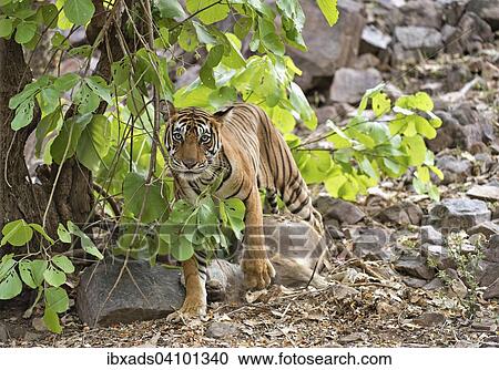 Stock Image - Indian Tiger or Bengal Tiger (Panthera tigris tigris) with a Sambar Deer (Cervus unicolor) kill in the dry forest, Ranthambhore National Park, Rajasthan, India, Asia. Fotosearch