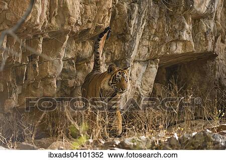 Indian Tiger or Bengal Tiger (Panthera tigris tigris) scent marking rock to establish his territory, Ranthambhore National Park, Rajasthan, India, Asia View Large Photo Image Stock Image - Indian Tiger or Bengal Tiger (Panthera tigris tigris) scent marking rock to establish his territory, Ranthambhore National Park, Rajasthan, India, Asia. Fotosearch