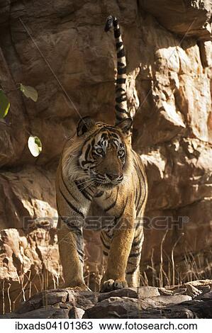 Stock Image - Indian Tiger or Bengal Tiger (Panthera tigris tigris) scent marking rock to establish his territory, Ranthambhore National Park, Rajasthan, India, Asia. Fotosearch