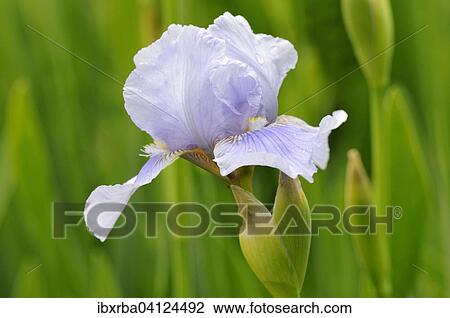 Iris (Iris sp), North Rhine-Westphalia, Germany, Europe View Large Photo Image Stock Image - Iris (Iris sp), North Rhine-Westphalia, Germany, Europe. Fotosearch