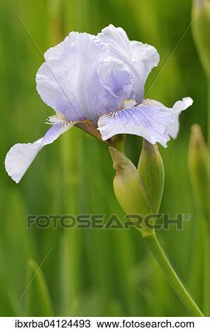 Stock Image - Iris (Iris sp), North Rhine-Westphalia, Germany, Europe. Fotosearch