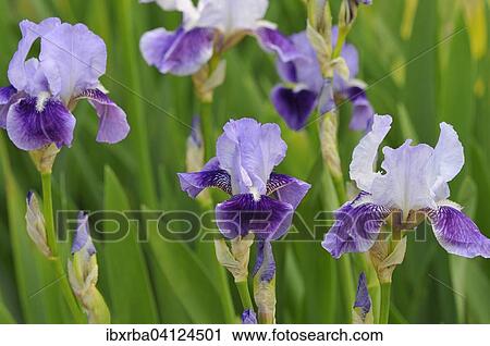 Iris (Iris sp), North Rhine-Westphalia, Germany, Europe View Large Photo Image Stock Image - Iris (Iris sp), North Rhine-Westphalia, Germany, Europe. Fotosearch