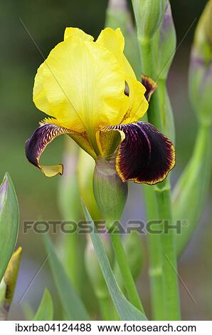 Iris (Iris sp), North Rhine-Westphalia, Germany, Europe View Large Photo Image Stock Photo - Iris (Iris sp), North Rhine-Westphalia, Germany, Europe. Fotosearch
