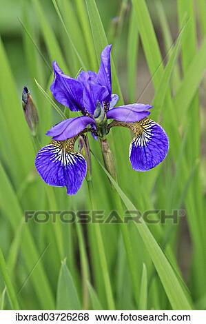 Iris (Iris) View Large Photo Image Stock Photo - Iris (Iris). Fotosearch