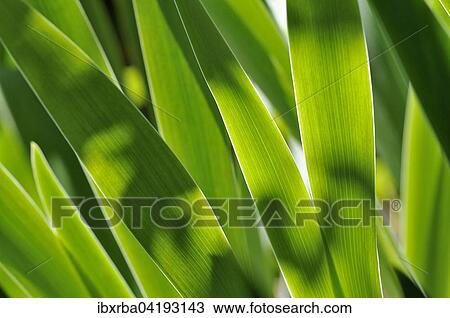 Stock Image - Iris leaves (Iris sp. ) in transmitted light, North Rhine-Westphalia, Germany, Europe. Fotosearch