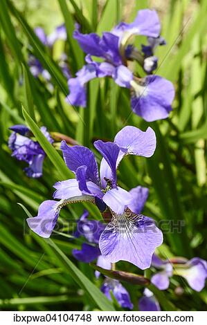 Irises (Iris), Devon, United Kingdom, Europe View Large Photo Image Stock Photo - Irises (Iris), Devon, United Kingdom, Europe. Fotosearch
