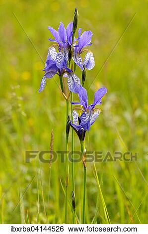 Irises (Iris sibirica), Baden-Wurttemberg, Germany, Europe View Large Photo Image Stock Photograph - Irises (Iris sibirica), Baden-Wurttemberg, Germany, Europe. Fotosearch