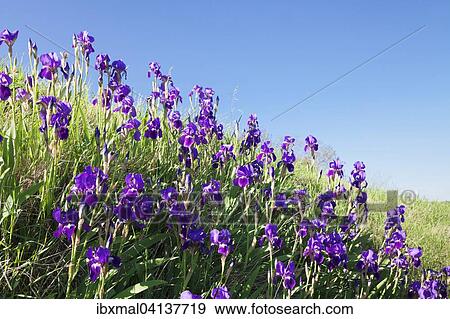 Irises (Iris sp. ), Kaiserstuhl, Black Forest, Baden-Wurttemberg, Germany, Europe View Large Photo Image Stock Photo - Irises (Iris sp. ), Kaiserstuhl, Black Forest, Baden-Wurttemberg, Germany, Europe. Fotosearch