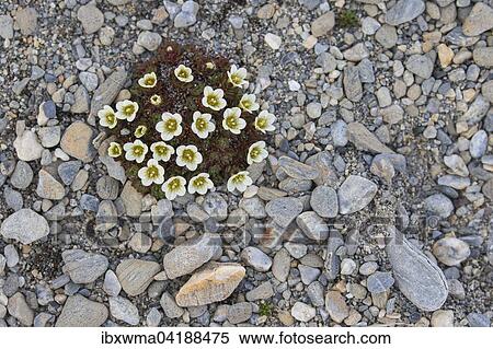 Irish Saxifrage (Saxifraga rosacea), Recherchefjorden, Spitsbergen, Norway, Europe View Large Photo Image Stock Photography - Irish Saxifrage (Saxifraga rosacea), Recherchefjorden, Spitsbergen, Norway, Europe. Fotosearch