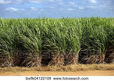 Stock Photo - Irrigated sugar cane plantation, near Juazeiro, Bahia, Brazil, South America. Fotosearch