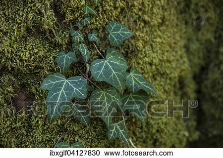Ivy on a tree trunk, Austria, Europe View Large Photo Image Stock Image - Ivy on a tree trunk, Austria, Europe. Fotosearch