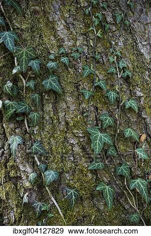 Ivy on a tree trunk, Austria, Europe View Large Photo Image Stock Photo - Ivy on a tree trunk, Austria, Europe. Fotosearch