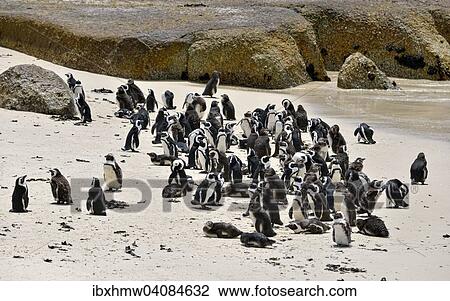 Jackass Penguins (Spheniscus demersus), colony, Table Mountain National Park, The Boulders, Simon's Town, Western Cape, South Africa, Africa View Large Photo Image Stock Image - Jackass Penguins (Spheniscus demersus), colony, Table Mountain National Park, The Boulders, Simon's Town, Western Cape, South Africa, Africa. Fotosearch