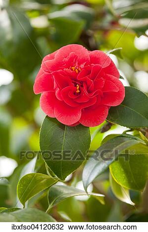 Stock Image - Japanese Camellia (Camellia japonica), flower and leaves, Germany, Europe. Fotosearch